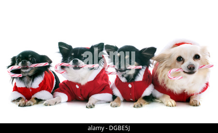 Vestito chihuahuas con la caramella di fronte a uno sfondo bianco Foto Stock