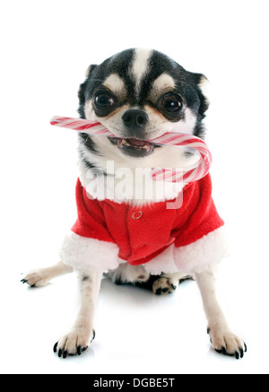 Vestito chihuahua con la caramella di fronte a uno sfondo bianco Foto Stock