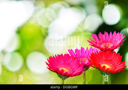 Gerbera margherite sulla soleggiata sfondo astratto Foto Stock