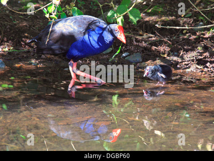 Pukeko con un pulcino Porphyrio melanotus Temminck, 1820 Foto Stock