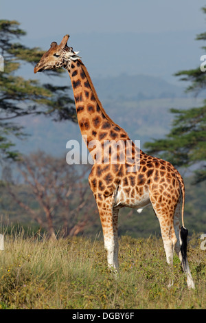 Rara giraffa Rothschild (Giraffa camelopardalis rothschildi), il lago Nakuru National Park, Kenya Foto Stock