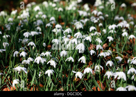 La molla è a suo modo un bellissimo campo di bianchi bucaneve Jane Ann Butler JABP Fotografia1076 Foto Stock