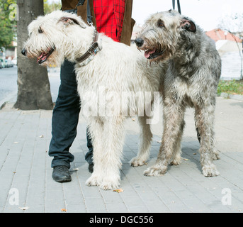 Due giganti schnauzer cani. Bianco e nero Foto Stock