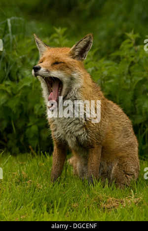 Sbadigliare Fox presso British Centro faunistico Foto Stock