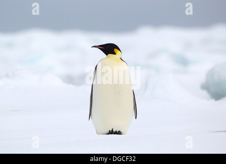 Pinguino imperatore sul ghiaccio floe nell'Oceano del Sud, 180 miglia a nord di East Antarctica, Antartide Foto Stock