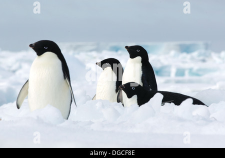 Adelie pinguini sul ghiaccio floe nell'Oceano del Sud, 180 miglia a nord di East Antarctica, Antartide Foto Stock