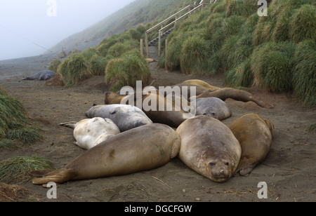 Le guarnizioni di tenuta di elefante sulla spiaggia, a nord est di Macquarie Island, Oceano Meridionale Foto Stock