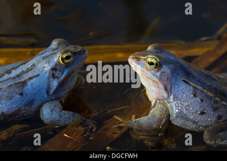 Due Rane di Moro (Rana arvalis) colorate in blu maschi galleggianti in stagno durante la stagione della riproduzione in primavera Foto Stock