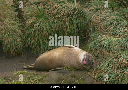 Una guarnizione di elefante pup (suinetto svezzato) sulla spiaggia, a nord est di Macquarie Island, Oceano Meridionale Foto Stock