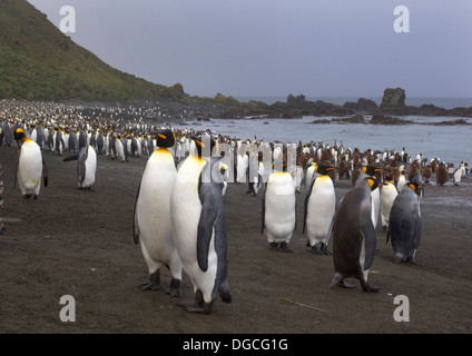 Il re dei pinguini, tra la colonia, su un vento spiaggia spazzata, lungo la costa nord est di Macquarie Island, Oceano Meridionale Foto Stock