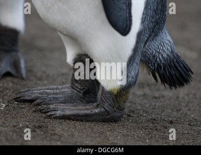 Pinguino reale piedi, presso il re colonia di pinguini, a Sandy Bay, lungo la costa orientale di Macquarie Island, Oceano Meridionale Foto Stock