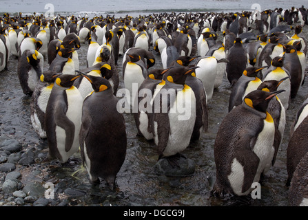 Re colonia di pinguini, a Sandy Bay, lungo la costa orientale di Macquarie Island, Oceano Meridionale Foto Stock