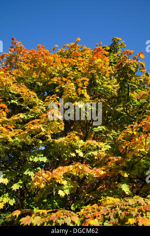 Bedale, Yorkshire, Regno Unito. 17 ottobre, 2103. I colori dell'autunno come si vede nel parco britannico. I coloratissimi Acer Japonicum Vitifolium "" per decorazione floreale. Foto Stock