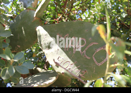 Fichidindia cactus trovate sull'isola di Sicilia. (Cactus opuntia) Foto Stock