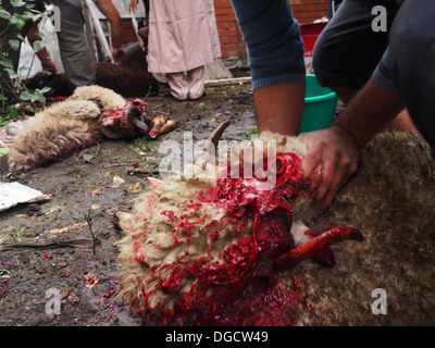 Il sacrificio di ram durante la celebrazione di Al-Adha Foto Stock