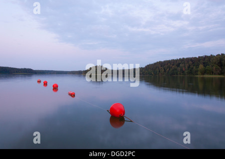 Boe rosse sul lago al tramonto Foto Stock