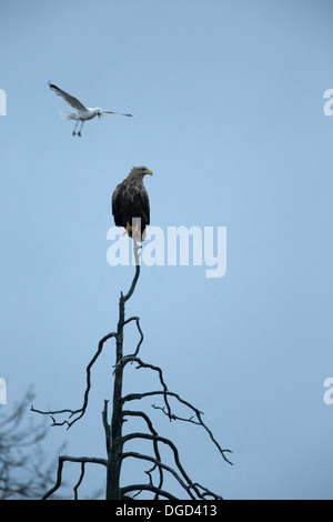 Un bianco-tailed eagle viene assaliti da un gabbiano Aringa Foto Stock