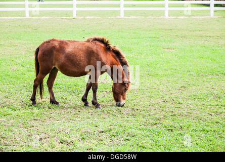 Il cavallo in miniatura in un verde campo di erba Foto Stock