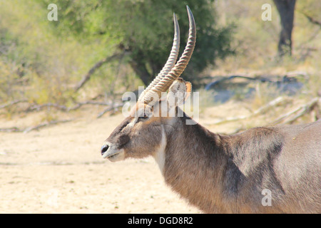 Waterbuck - la fauna selvatica sfondo dall Africa - Regno Animale bellezza dal selvaggio del deserto Foto Stock