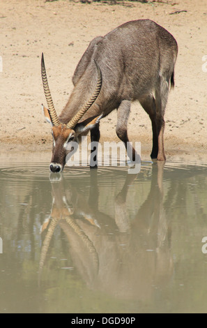 Waterbuck - la fauna selvatica sfondo dall Africa - Regno Animale bellezza dal selvaggio del deserto Foto Stock