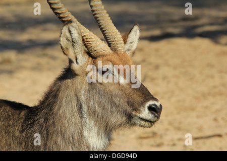 Waterbuck - la fauna selvatica sfondo dall Africa - Regno Animale bellezza dal selvaggio del deserto Foto Stock