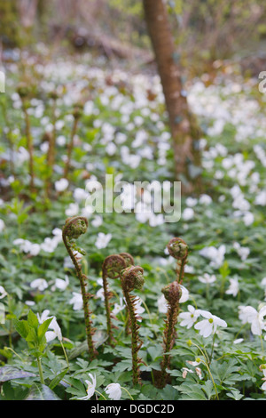 Anemone nemorosa ,, legno di anemoni coprire il terreno nei boschi con luce ombra da alberi decidui, Wales, Regno Unito Foto Stock