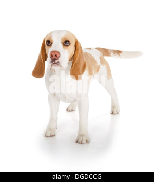 Simpatico cane beagle isolati su sfondo bianco Foto Stock