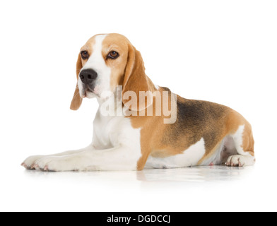 Simpatico cane beagle isolati su sfondo bianco Foto Stock