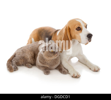 Cane, gatto e topo isolata su sfondo bianco Foto Stock