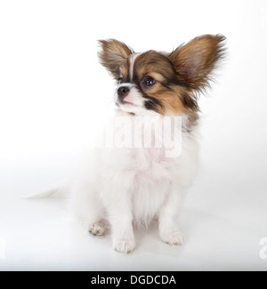 Papillon cucciolo isolato su sfondo bianco Foto Stock