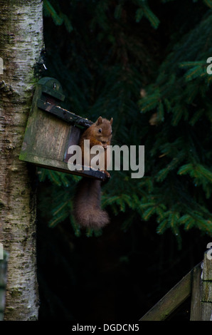 Scoiattolo rosso sull'alimentatore Foto Stock