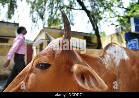 Vacca sacra nelle strade di Rishikesh, India Foto Stock