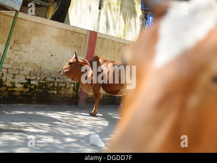 Le vacche sacre nelle strade di Rishikesh, India Foto Stock