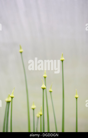 Allium fistulosum, Welsh Onion boccioli di fiori, Wales, Regno Unito. Foto Stock