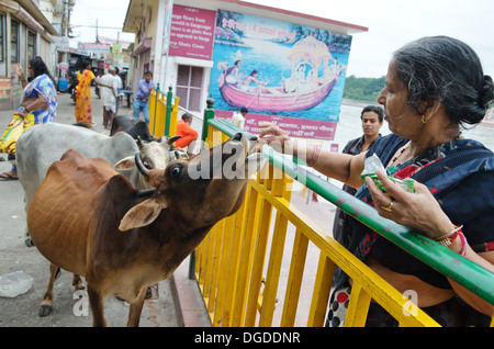Donna indù alimentazione di una vacca sacra a Rishikesh, India Foto Stock