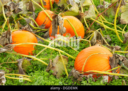 Zucche mature nel campo pronto per il prelievo per Halloween-Martindale appartamenti, Victoria, British Columbia, Canada. Foto Stock