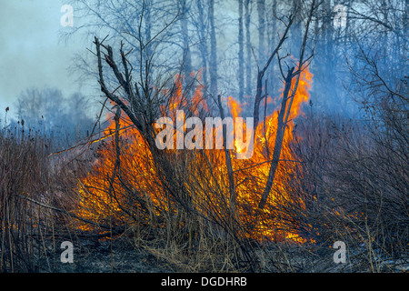 Incendio boschivo Foto Stock