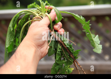 A mano tirando la rimozione di erbacce Foto Stock