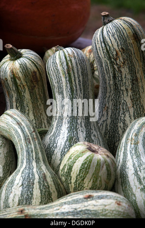 Esposizione autunnale, zucche, zucca Pepo Cucurbita Foto Stock