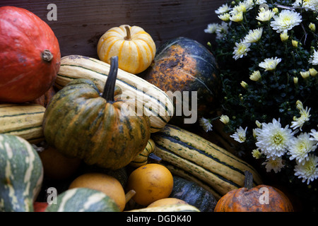 Display di autunno, zucche, squash Foto Stock