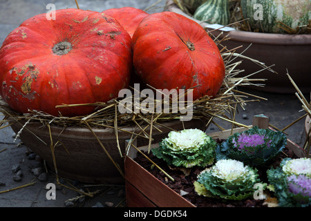 Display di autunno, zucche, squash Foto Stock