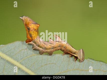 Di ghiaia Eligmodonta prominente ziczac Foto Stock