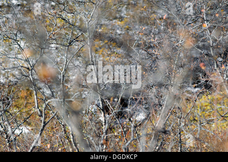 Autunno alberi con vista sulla montagna innevata in Islanda Foto Stock