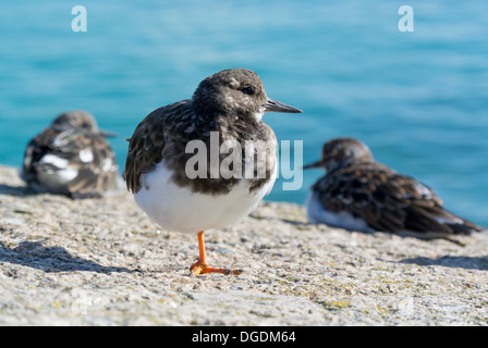 Voltapietre (Arenaria interpres) in appoggio su una gamba. St Ives Cornwall Inghilterra. Foto Stock