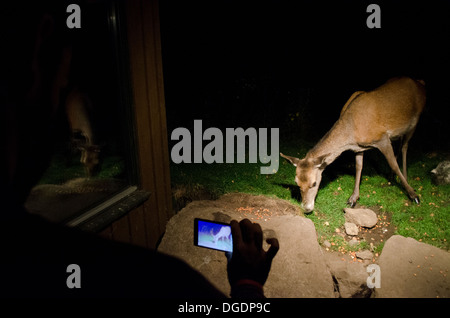 Telefono con fotocamera immagine di un cervo Foto Stock