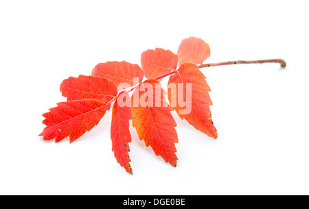 Red autumn leaf isolati su sfondo bianco Foto Stock