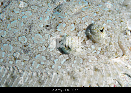 Peacock passera pianuzza, Bothus mancus, occhi dettaglio, Nukuione isolotto off Mata 'Utu, isola di Wallis, Wallis & Futuna, Sud Pacifico Foto Stock