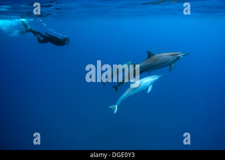 Spinner delfini Stenella longirostris, e libera subacqueo, Big Island, Hawaii, STATI UNITI D'AMERICA Foto Stock