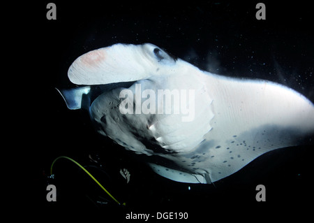 Subacqueo e Manta ray di notte, il Manta birostris, Kailua-Kona, Hawaii, Pacifico del Nord Foto Stock