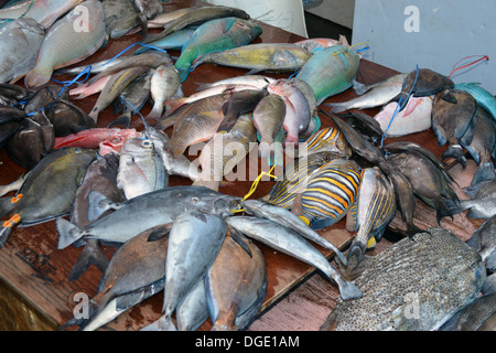 Pesci della barriera corallina per la vendita nel mercato Suva, Suva, Viti Levu, Figi e Sud Pacifico Foto Stock